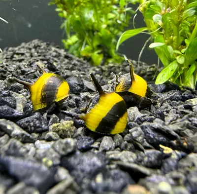 aquaticmotiv-snail-default-title-3-zebra-thorn-nerite-snails-clithon-diadema-30869778890787_1024x