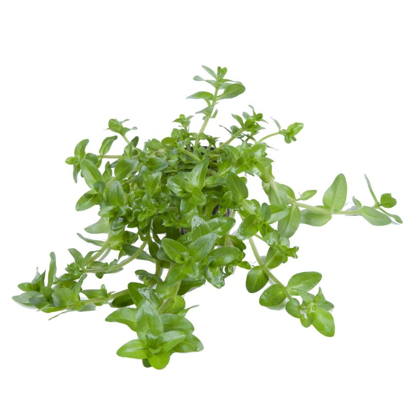 Bacopa caroliniana