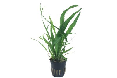 Microsorum pteropus