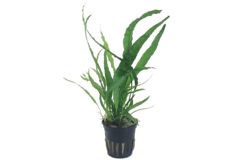Microsorum pteropus