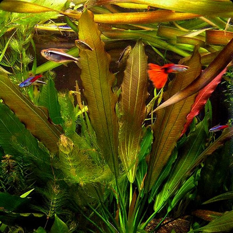 Echinodorus 'Osiris Rubra'