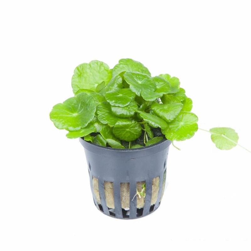 Hydrocotyle verticillata
