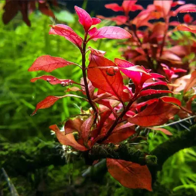 Ludwigia palustris 'Super Red' (etablerad)