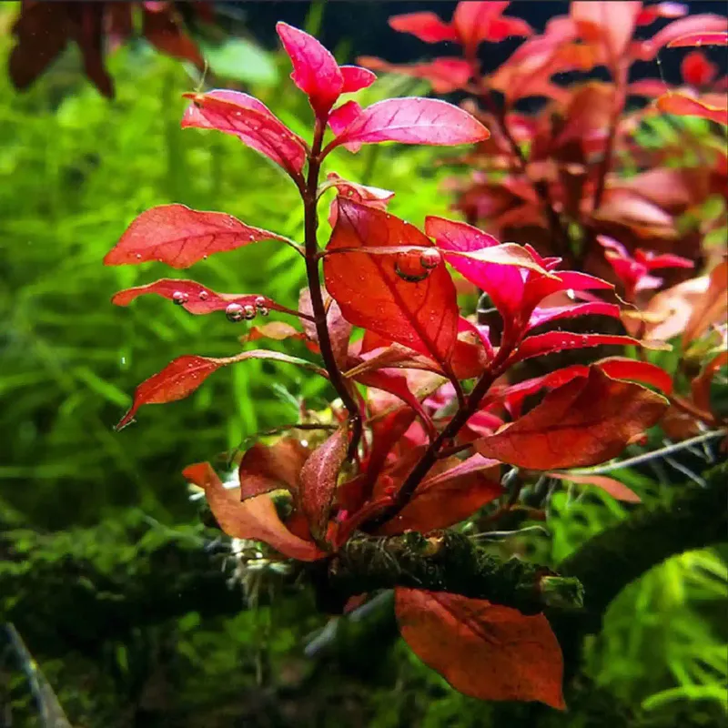 Ludwigia palustris 'Super Red' (etablerad)