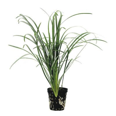 Ophiopogon japonicus
