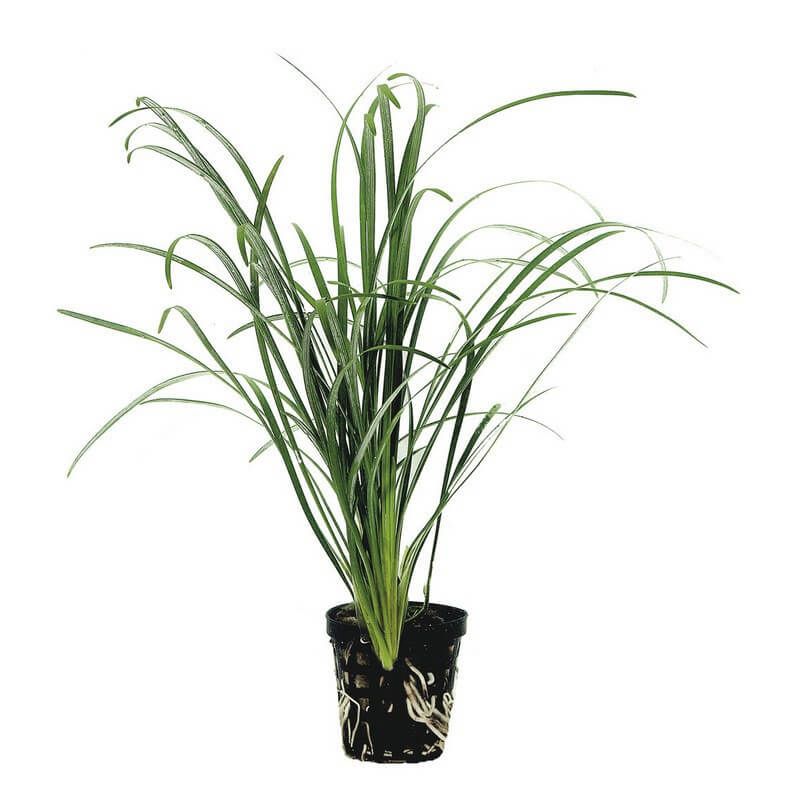 Ophiopogon japonicus