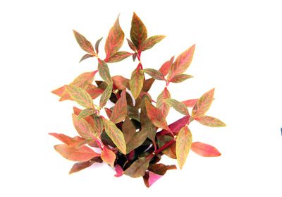 Alternanthera reineckii 'Red Ruby'