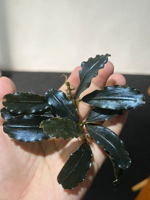 Bucephalandra 'Black Glossy' - Signature Edition