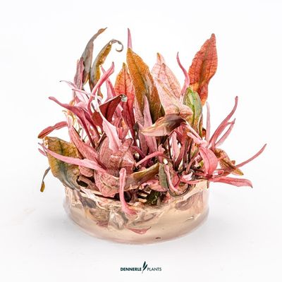 Cryptocoryne Spec. Flamingo (Invitro)