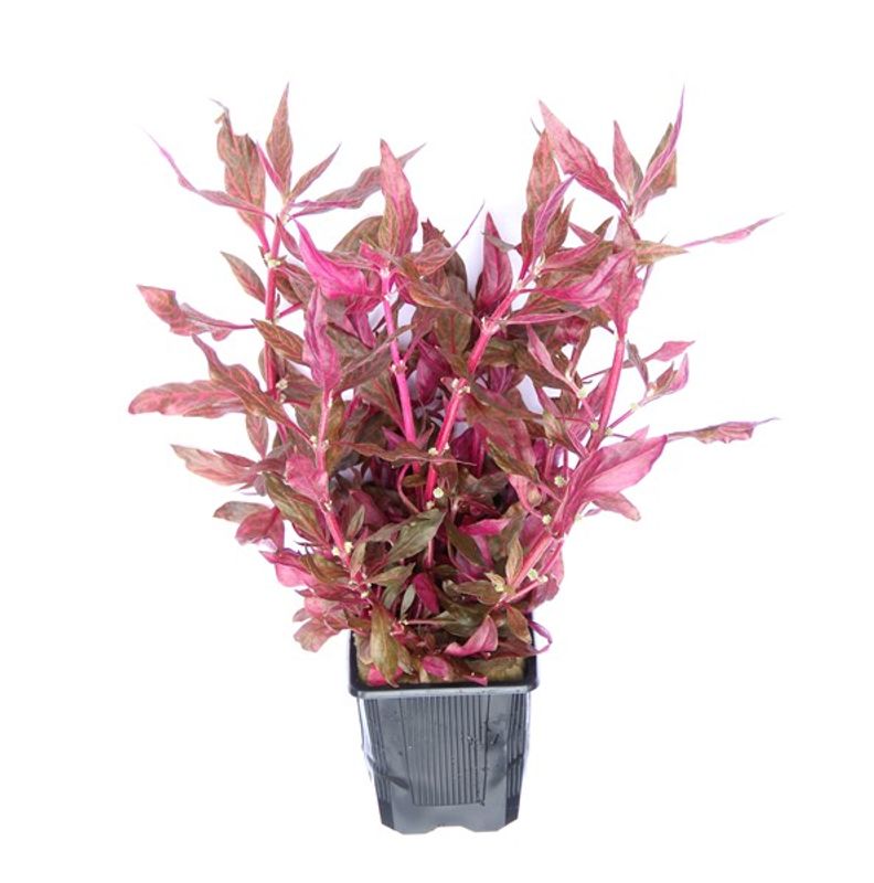 Alternanthera reineckii 'Red Ruby' XL