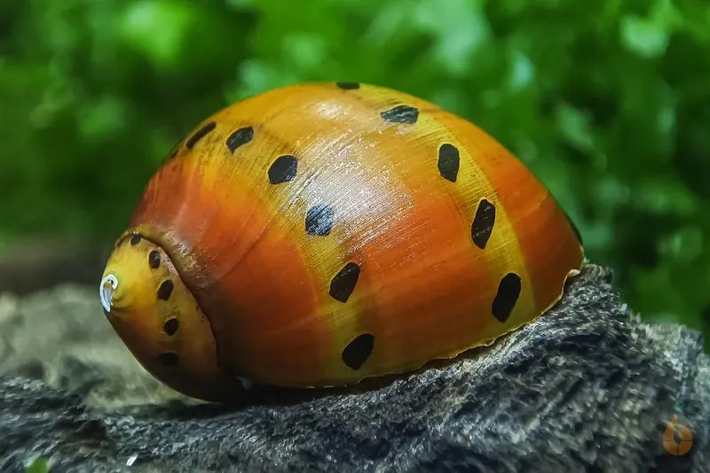 Tigersnäcka