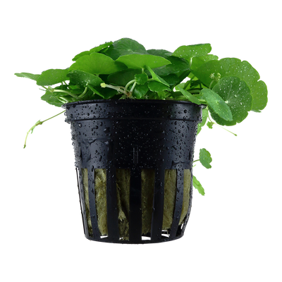 Hydrocotyle verticillata