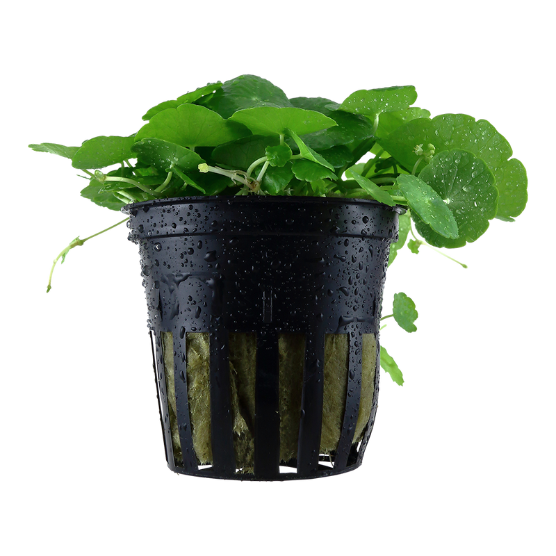 Hydrocotyle verticillata