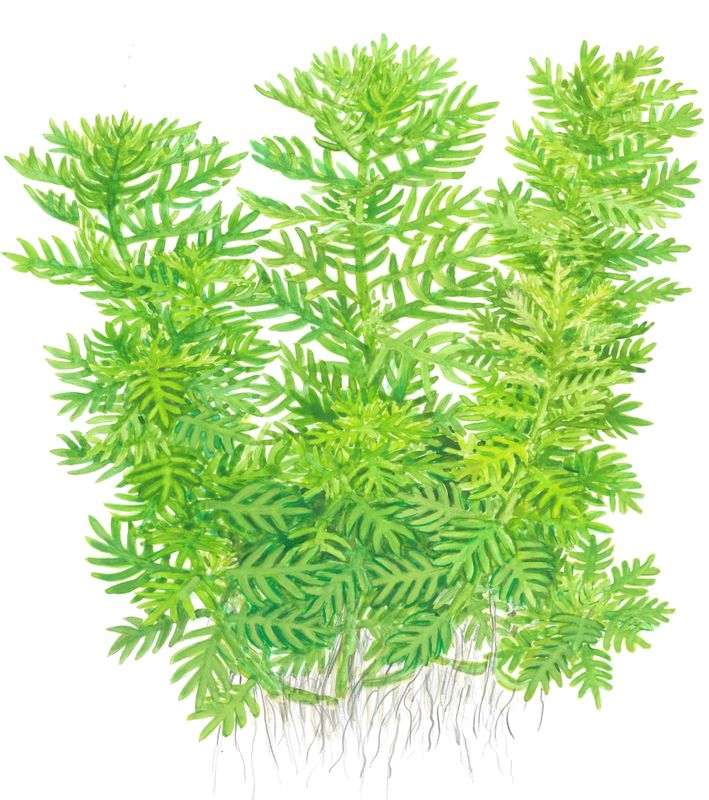 Hottonia palustris