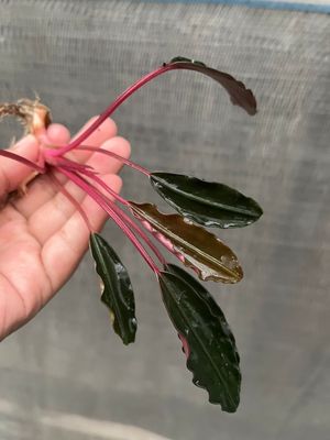Bucephalandra 'Pink Lady' - Signature Edition