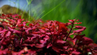 ludwigia-super-red-002