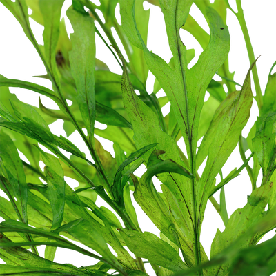 Bolbitis heudelotii