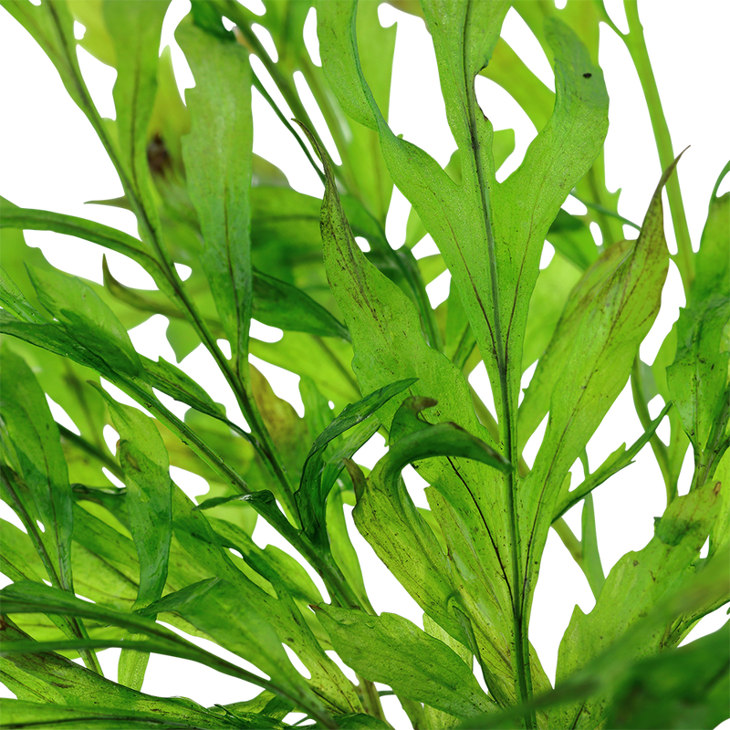 Bolbitis heudelotii