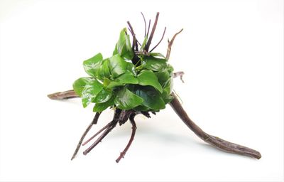 Anubias nana Spiderwood