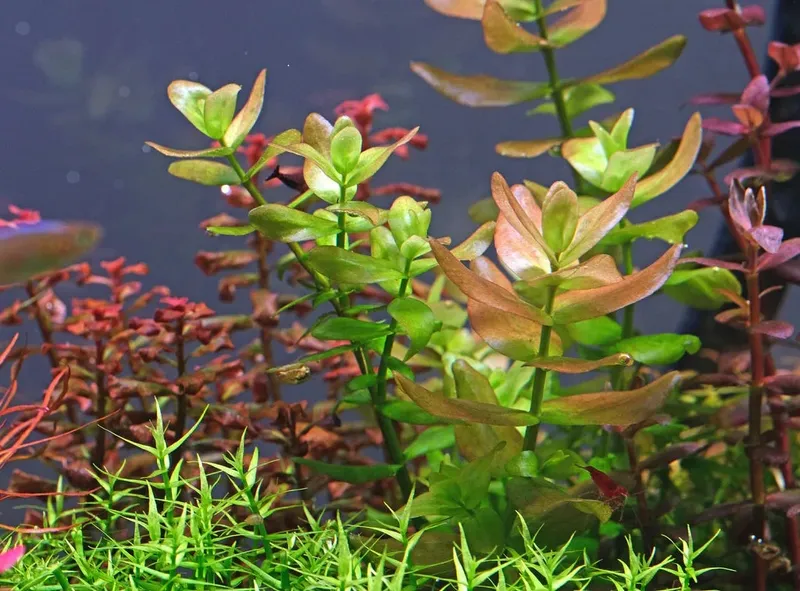 Bacopa caroliniana (etablerad)