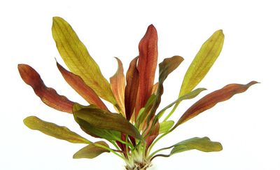 Echinodorus 'Red Chameleon'