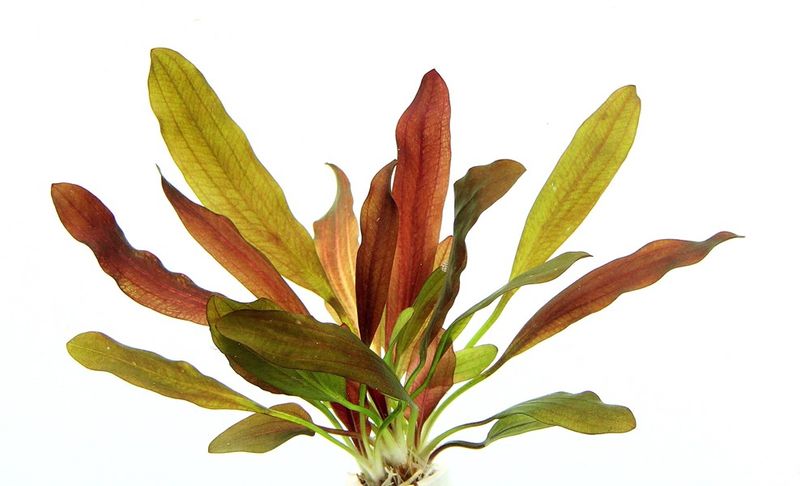 Echinodorus 'Red Chameleon'
