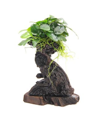 Anubias nana 'Mbuna S' på rot