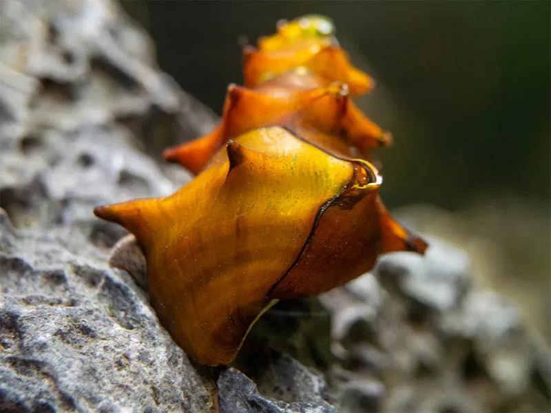 Brotia pagodula