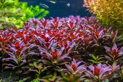 Ludwigia glandulosa (etablerad)