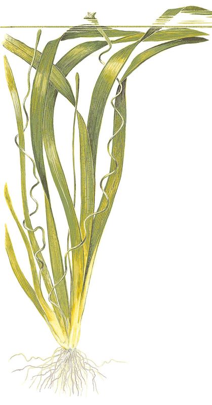 Vallisneria americana 'Gigantea'