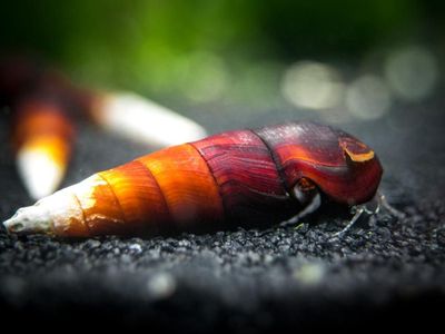capuccino-spikesnail-02
