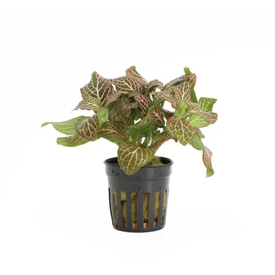 Fittonia verschaffeltii 'Red'