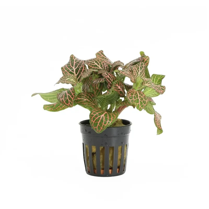 Fittonia verschaffeltii 'Red'