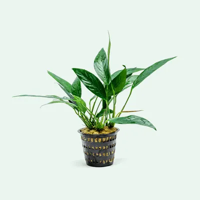 Anubias ‘Lanceolata’