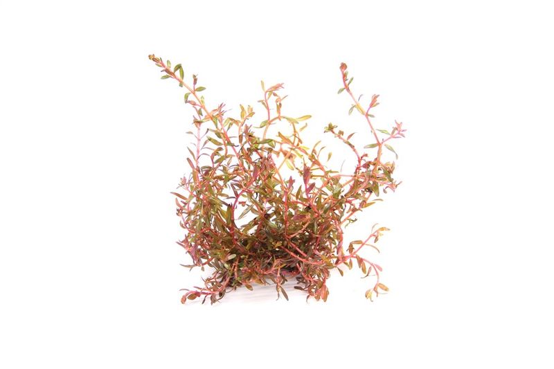 Rotala rotundifolia spec. 'H'Ra'