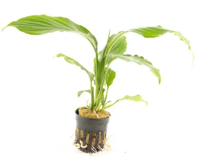 Spathiphyllum Wallisii "Fredskalla"