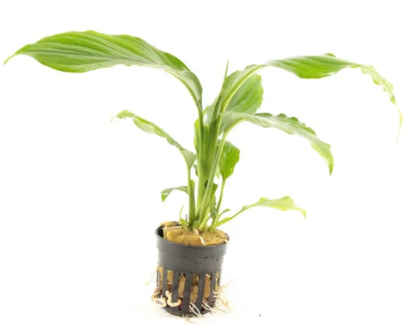 Spathiphyllum Wallisii "Fredskalla"
