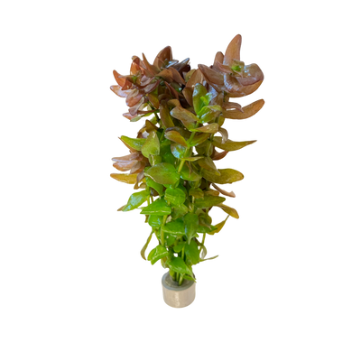 Bacopa caroliniana (etablerad)