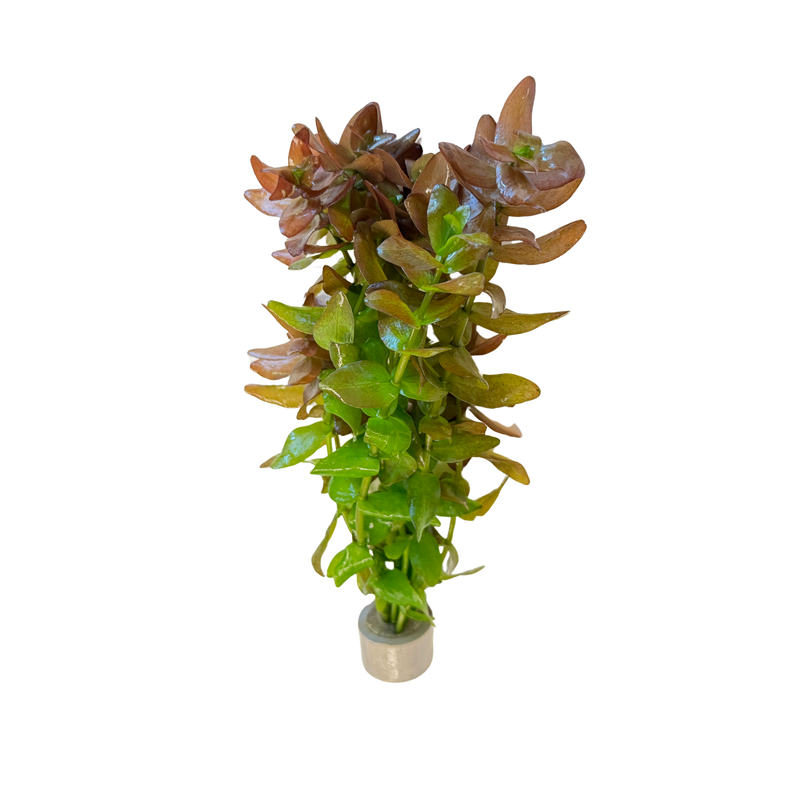 Bacopa caroliniana (etablerad)