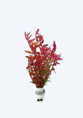Rotala rotundifolia 'Blood Red' (etablerad)