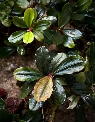 Bucephalandra 'Round Emerald'  - Signature Edition