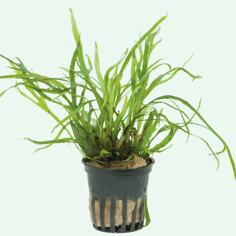 Microsorum pteropus 'Trident'