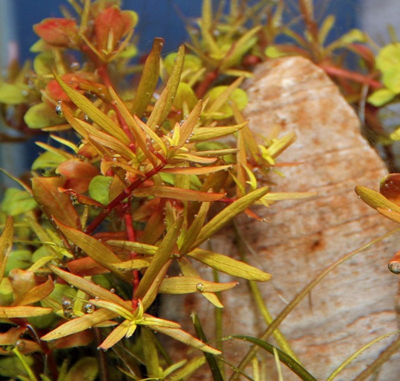 Rotala rotundifolia spec. 'H'Ra'