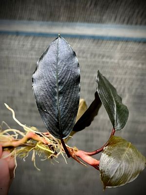 Bucephalandra 'Round Metallica' - Signature Edition
