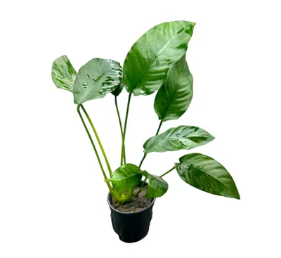 Anubias barteri striped