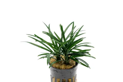 Ophiopogon japonicus 'Pusilla'