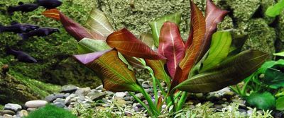Echinodorus osiris 'Rubra'