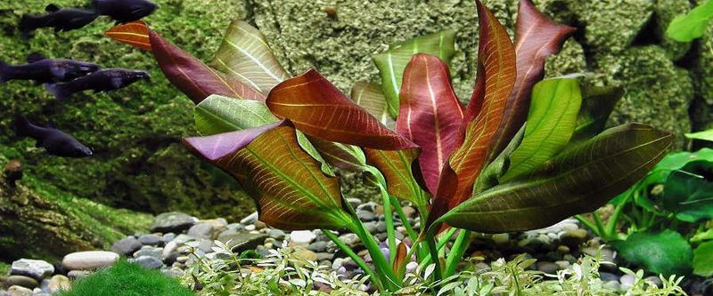 Echinodorus osiris 'Rubra'
