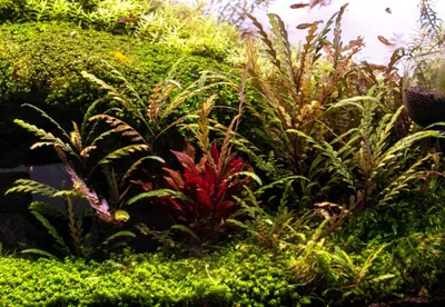 hygrophila-pinnatifida-33674624794824_1016x700