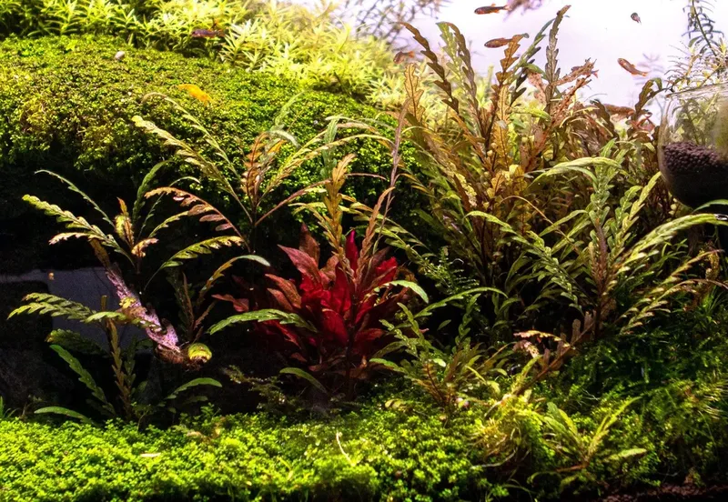 Hygrophila pinnatifida (etablerad)